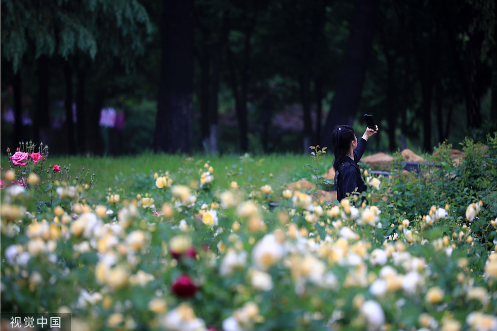 江苏淮安：立夏临近 公园月季盛开