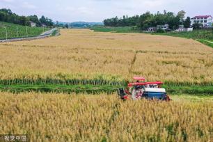 四川广安：农机手驾驶收割机采收油菜