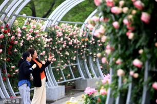 江苏淮安：立夏临近 公园月季盛开