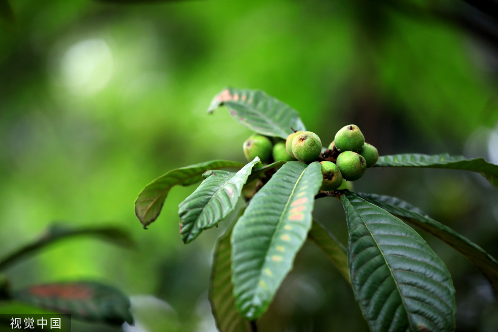 江苏淮安：立夏时节枇杷青绿