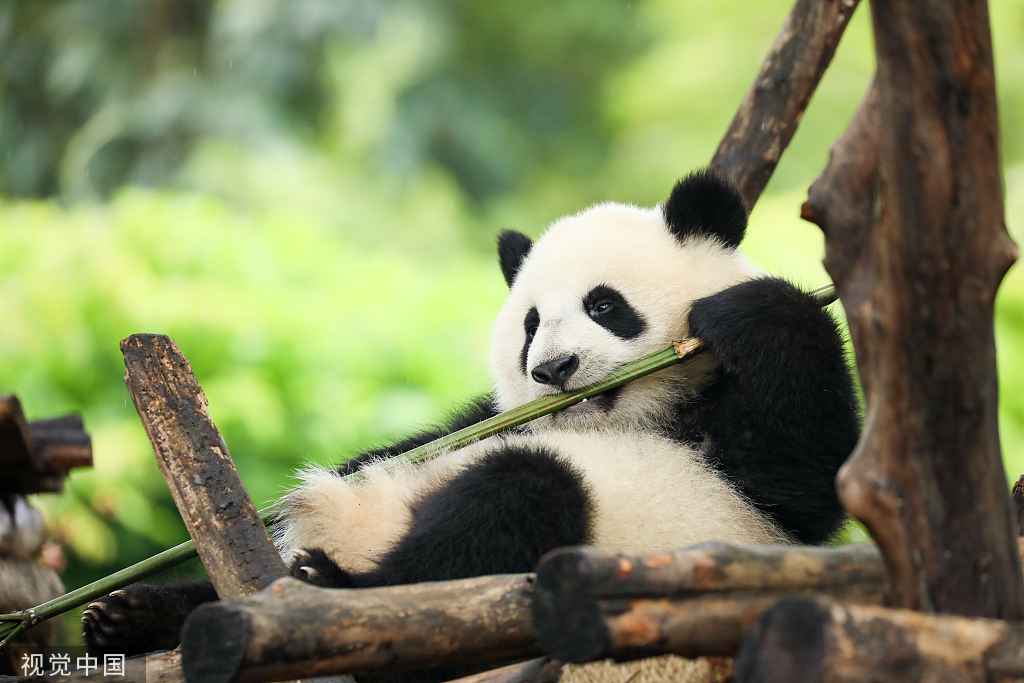 成都：大熊猫细雨中玩耍啃竹子