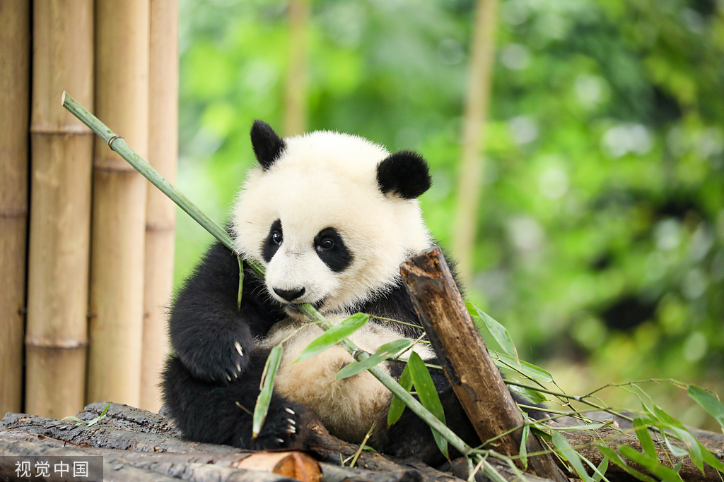 成都：大熊猫细雨中玩耍啃竹子