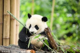 成都：大熊猫细雨中玩耍啃竹子