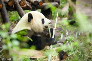 成都：大熊猫细雨中玩耍啃竹子