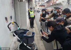 上海“猫街”人气倍增 中外游客络绎不绝