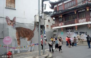 上海“猫街”人气倍增 中外游客络绎不绝