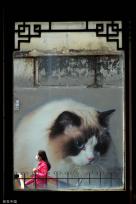 上海“猫街”人气倍增 中外游客络绎不绝