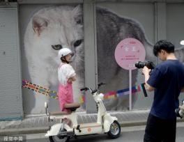 上海“猫街”人气倍增 中外游客络绎不绝