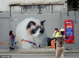 上海“猫街”人气倍增 中外游客络绎不绝