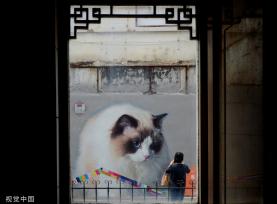 上海“猫街”人气倍增 中外游客络绎不绝