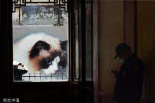 上海“猫街”人气倍增 中外游客络绎不绝