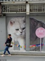 上海“猫街”人气倍增 中外游客络绎不绝
