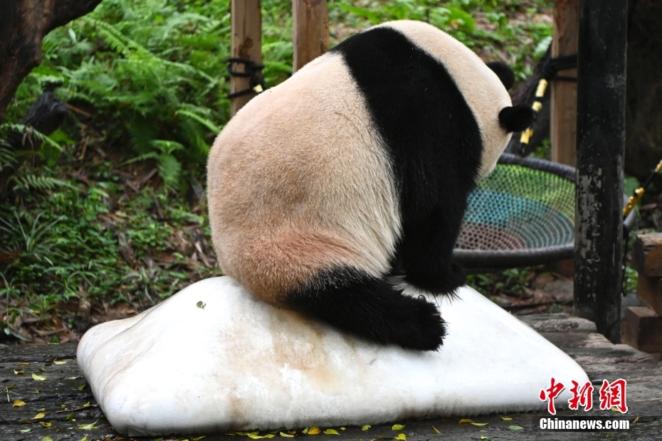 广州：大熊猫冰上消暑萌态十足