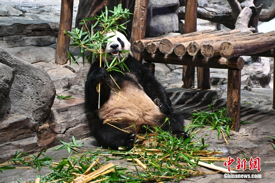 广州：大熊猫冰上消暑萌态十足