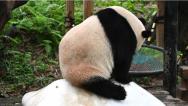 广州：大熊猫冰上消暑萌态十足