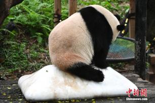 广州：大熊猫冰上消暑萌态十足