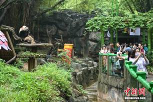 广州：大熊猫冰上消暑萌态十足