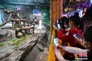 广州：大熊猫冰上消暑萌态十足