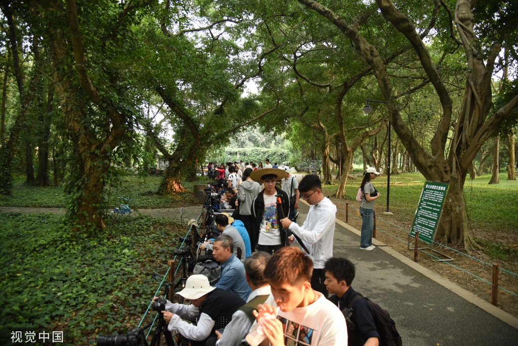 广州萤火虫进入最佳观赏期