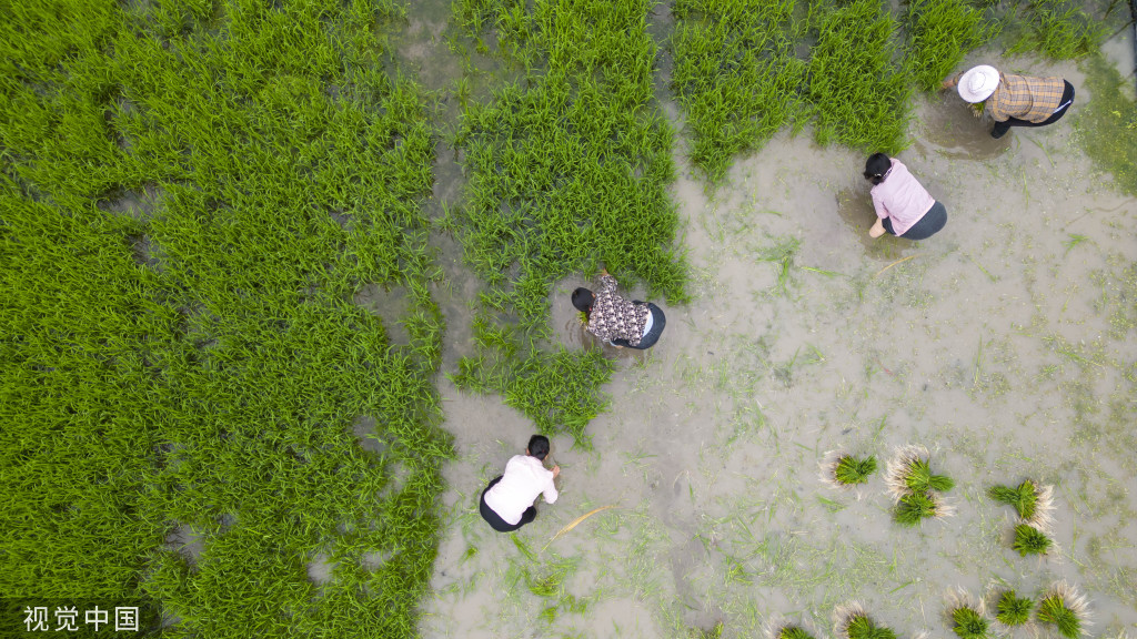 小满时节 农民抢抓农时进行劳作