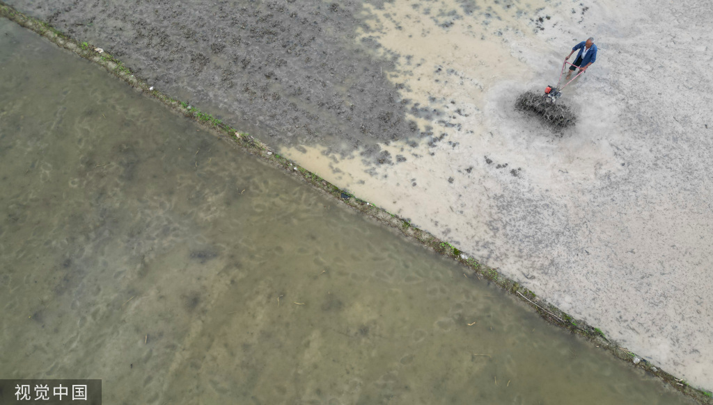 小满时节 农民抢抓农时进行劳作