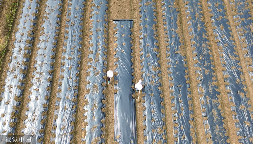 小满时节 农民抢抓农时进行劳作