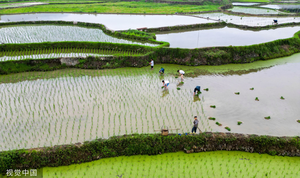 小满时节 农民抢抓农时进行劳作