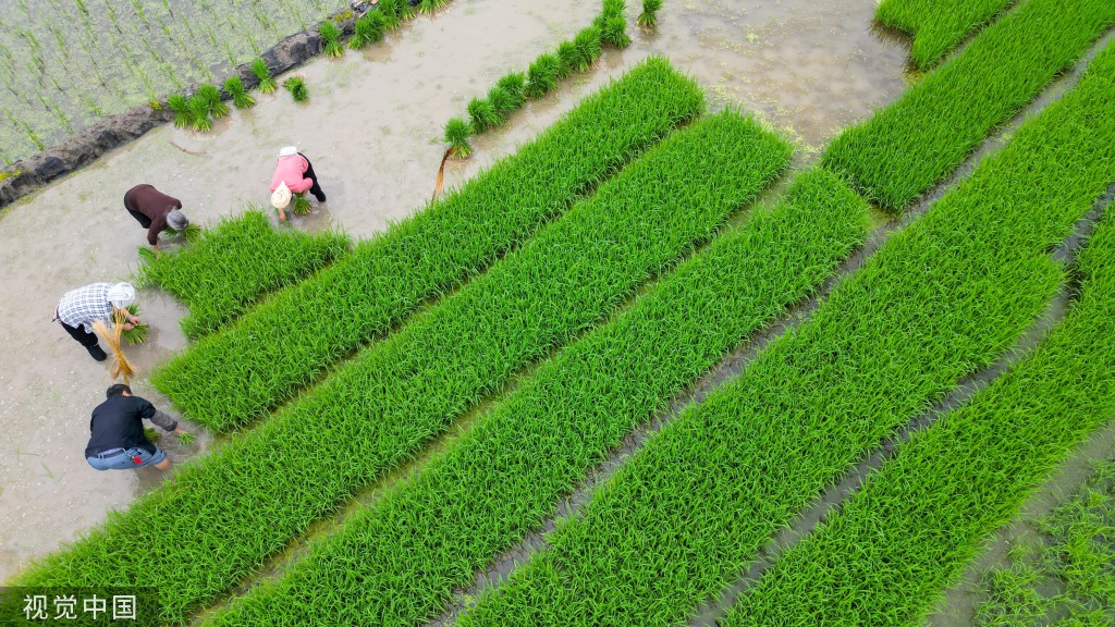 小满时节 农民抢抓农时进行劳作