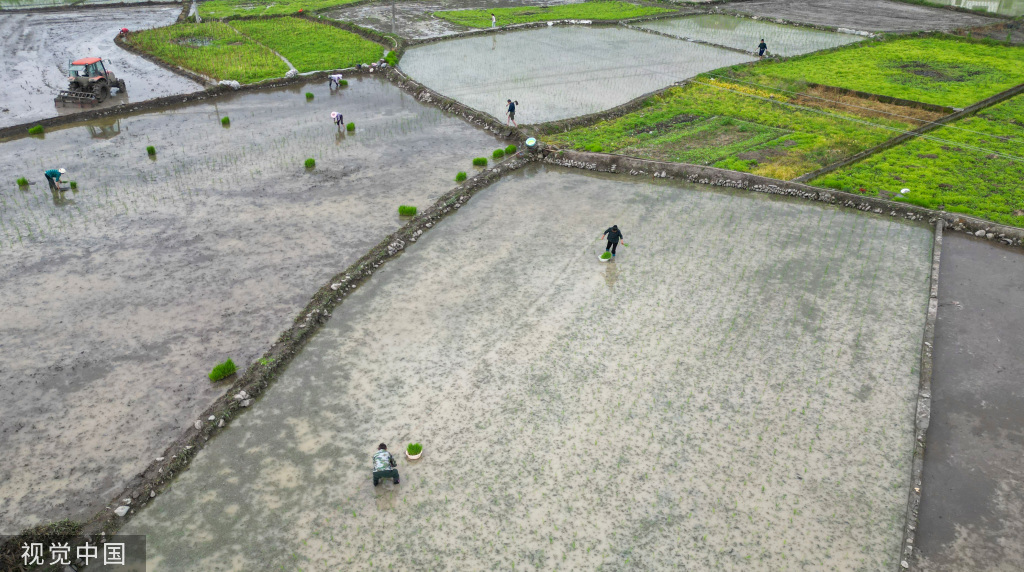 小满时节 农民抢抓农时进行劳作