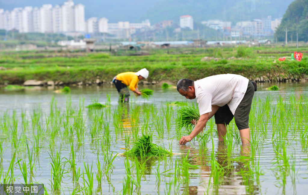 小满时节 农民抢抓农时进行劳作
