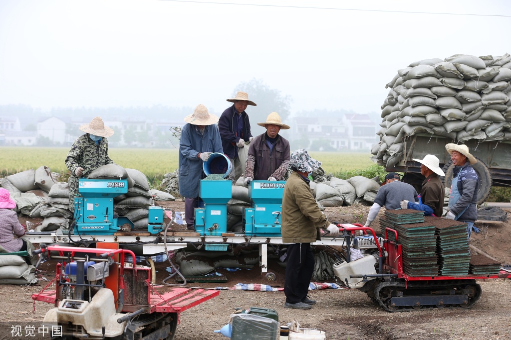 小满时节 农民抢抓农时进行劳作