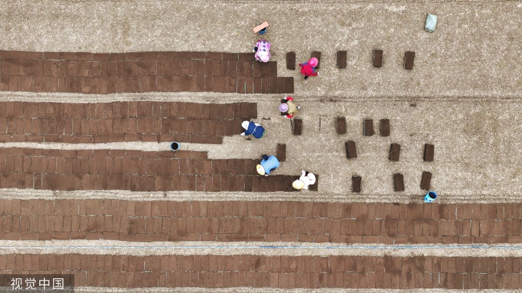 小满时节 农民抢抓农时进行劳作