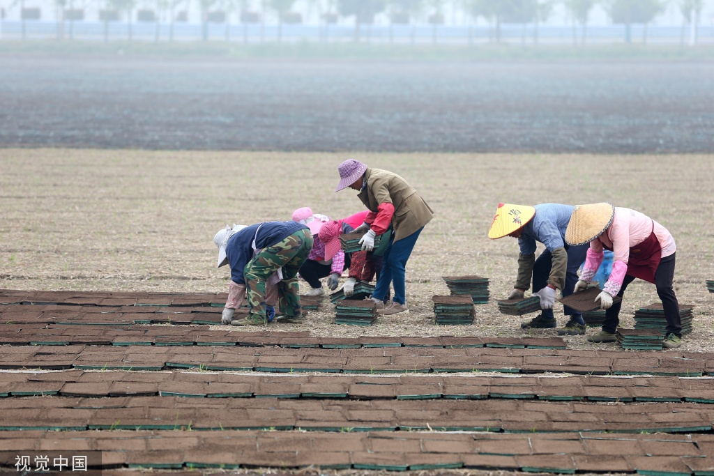 小满时节 农民抢抓农时进行劳作