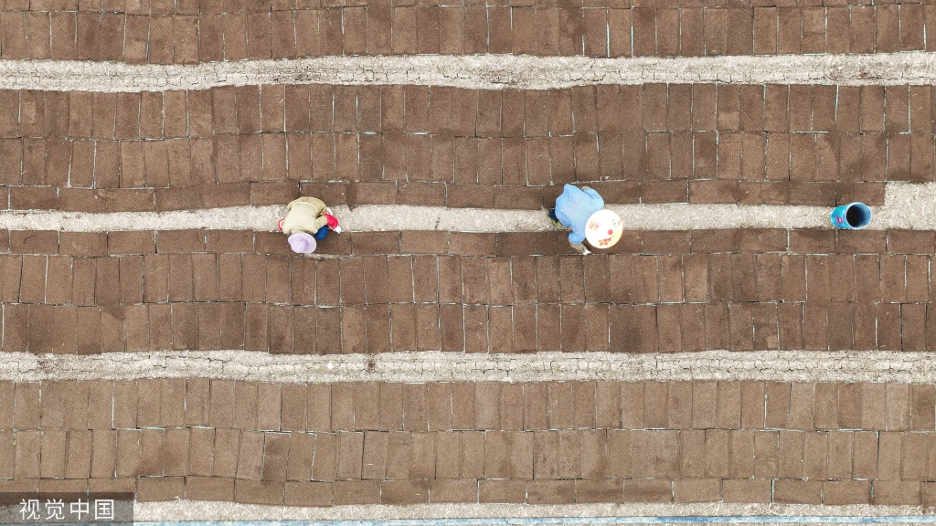 小满时节 农民抢抓农时进行劳作