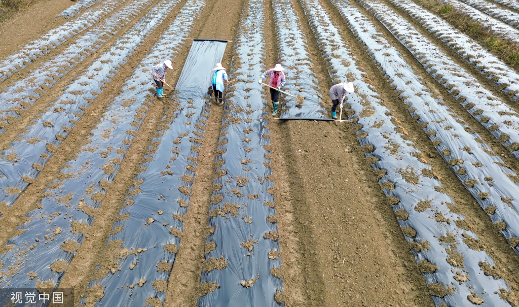 小满时节 农民抢抓农时进行劳作