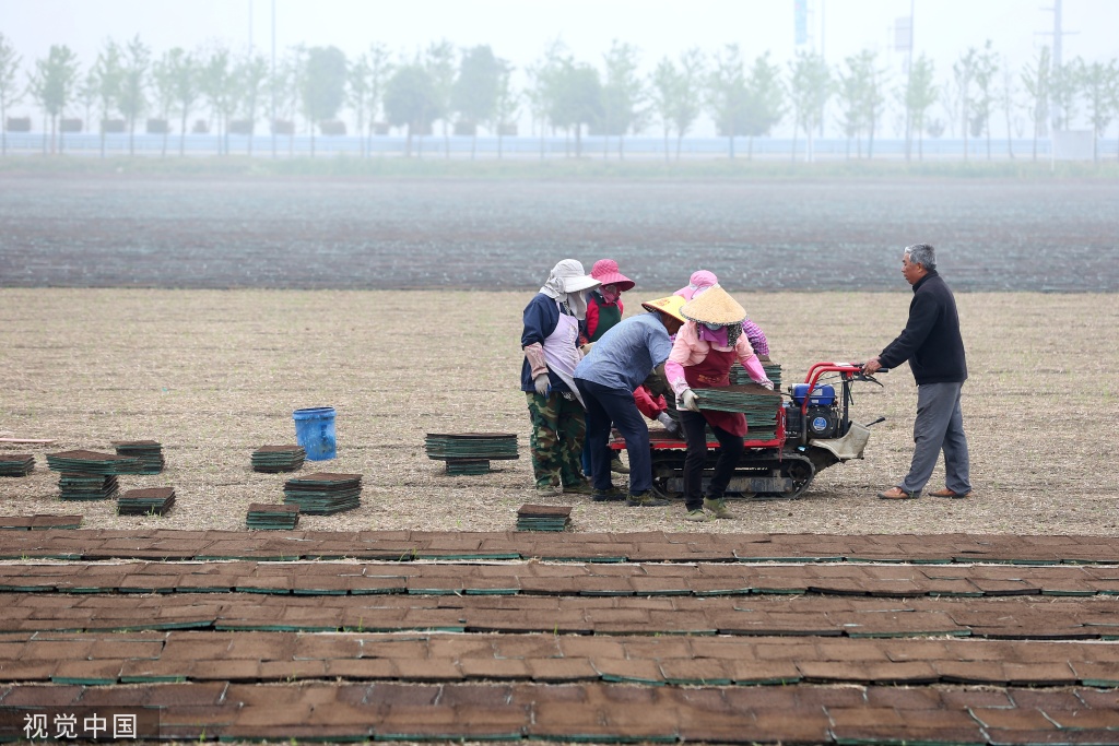 小满时节 农民抢抓农时进行劳作