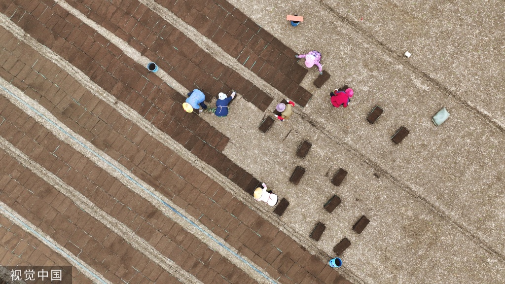 小满时节 农民抢抓农时进行劳作