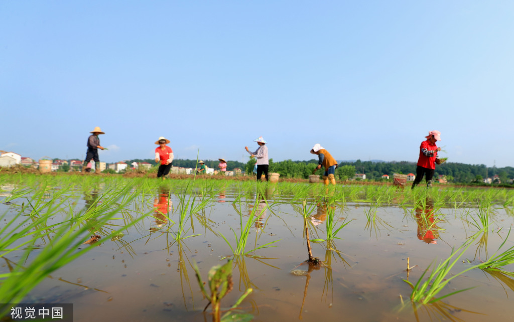 小满时节 农民抢抓农时进行劳作