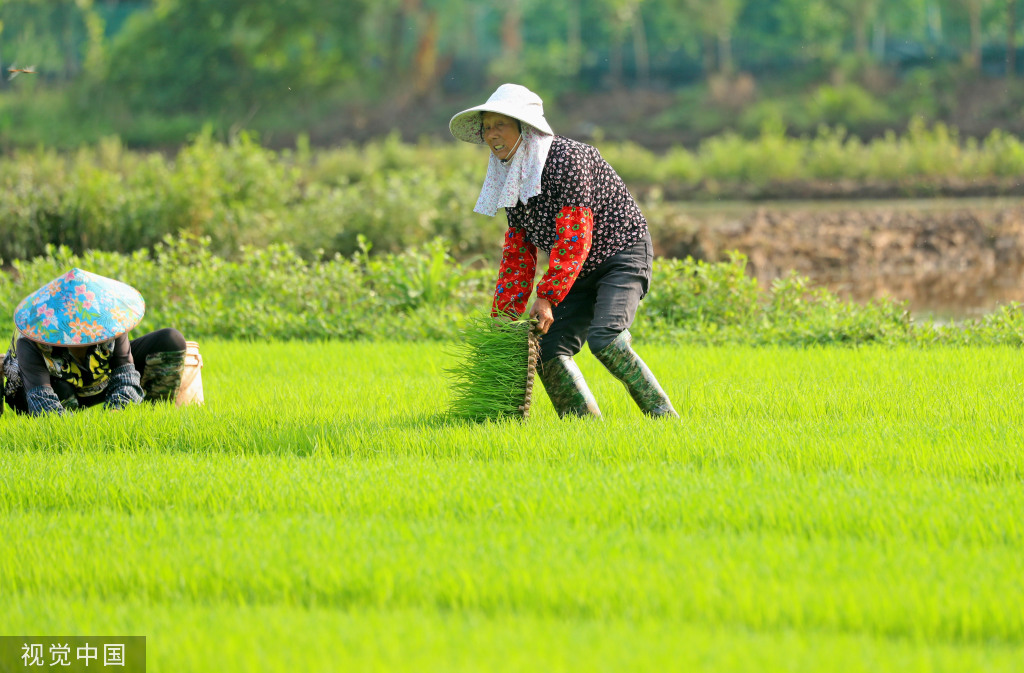 小满时节 农民抢抓农时进行劳作