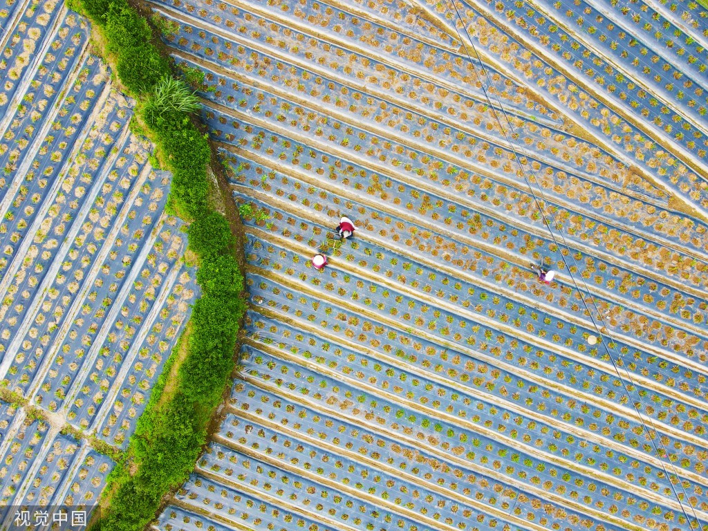 小满时节 农民抢抓农时进行劳作