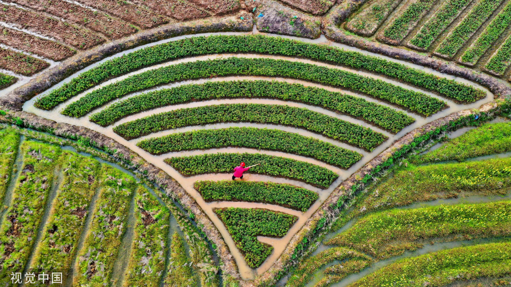 小满时节 农民抢抓农时进行劳作