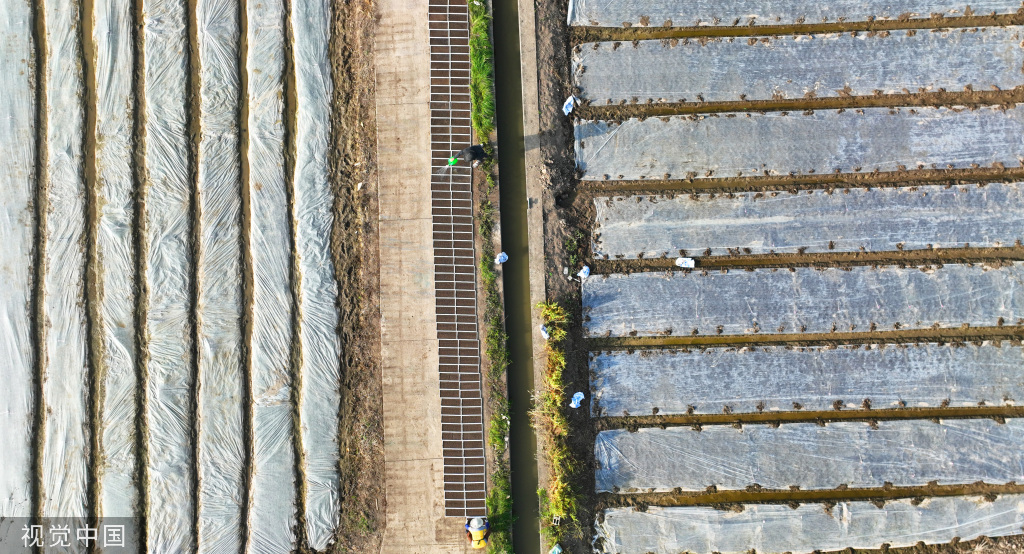 小满时节 农民抢抓农时进行劳作