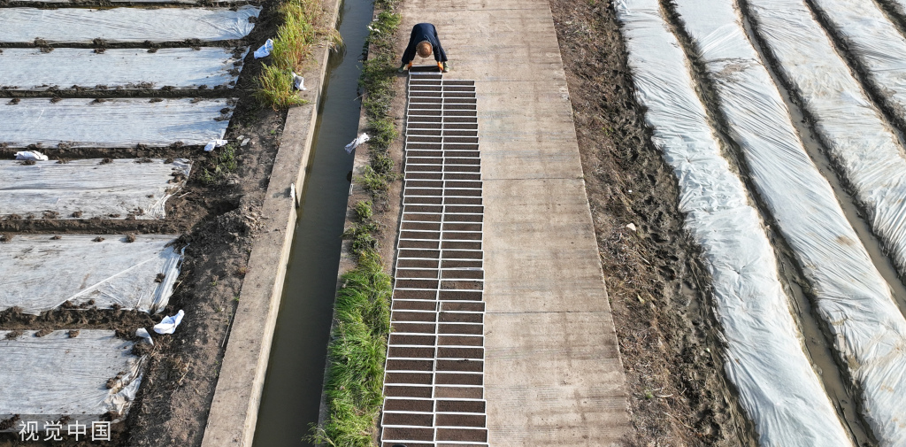 小满时节 农民抢抓农时进行劳作
