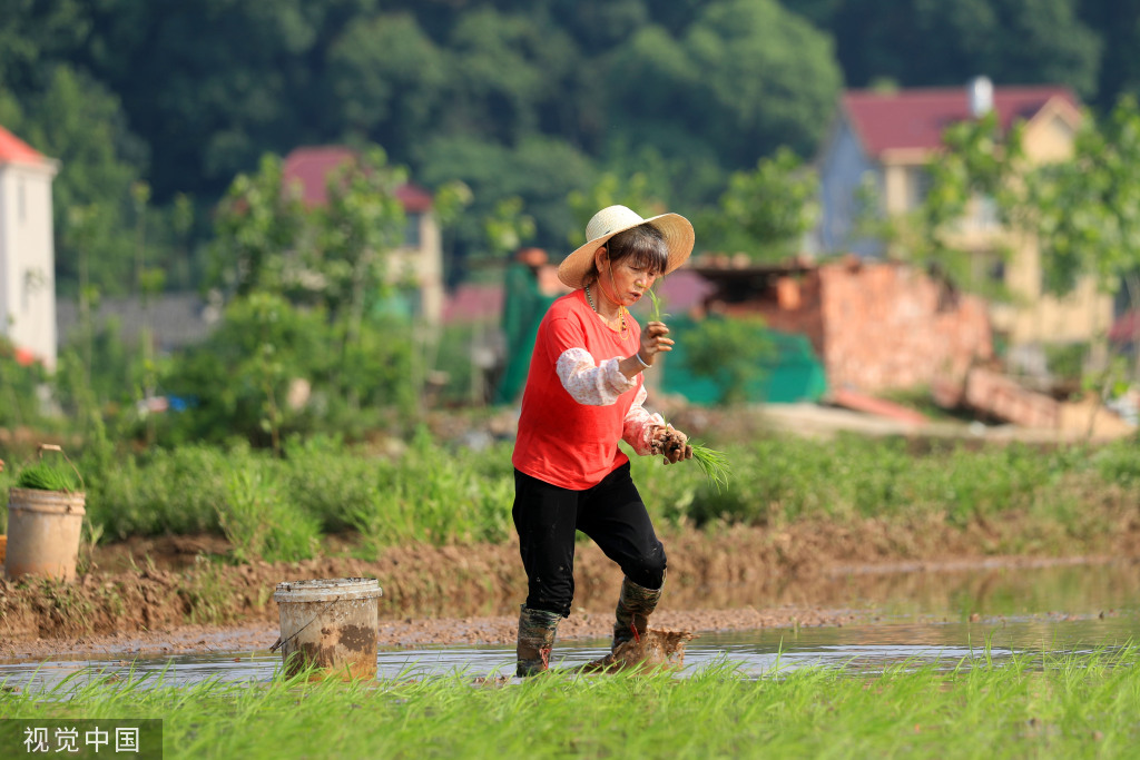 小满时节 农民抢抓农时进行劳作