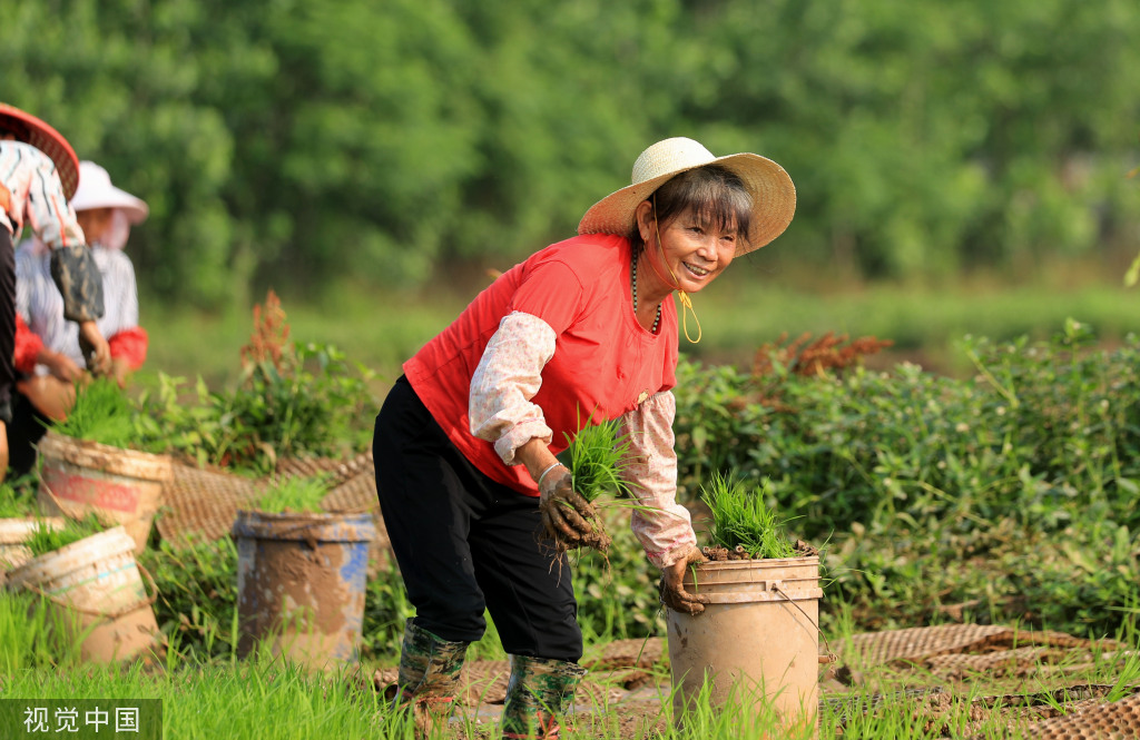小满时节 农民抢抓农时进行劳作