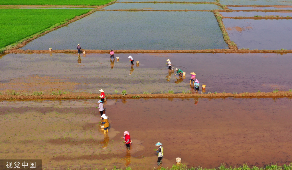 小满时节 农民抢抓农时进行劳作