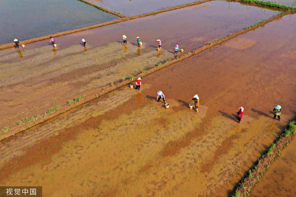 小满时节 农民抢抓农时进行劳作
