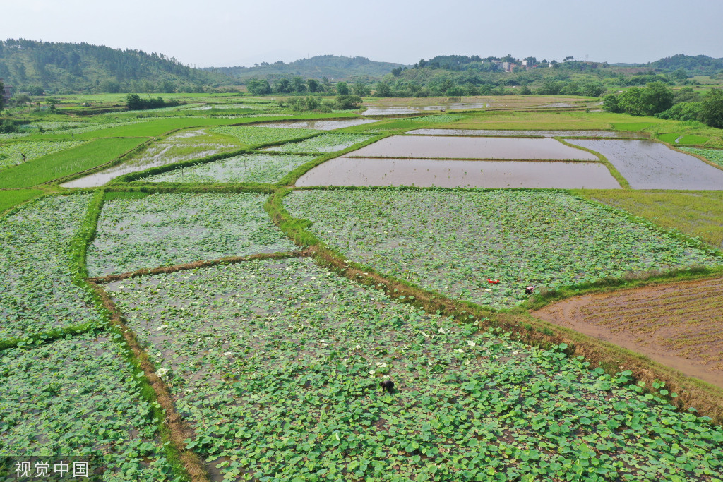 小满时节 农民抢抓农时进行劳作