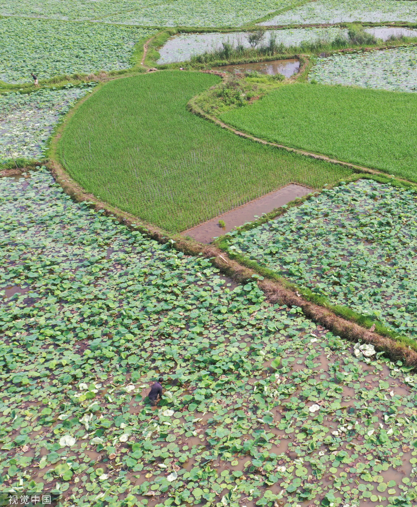 小满时节 农民抢抓农时进行劳作