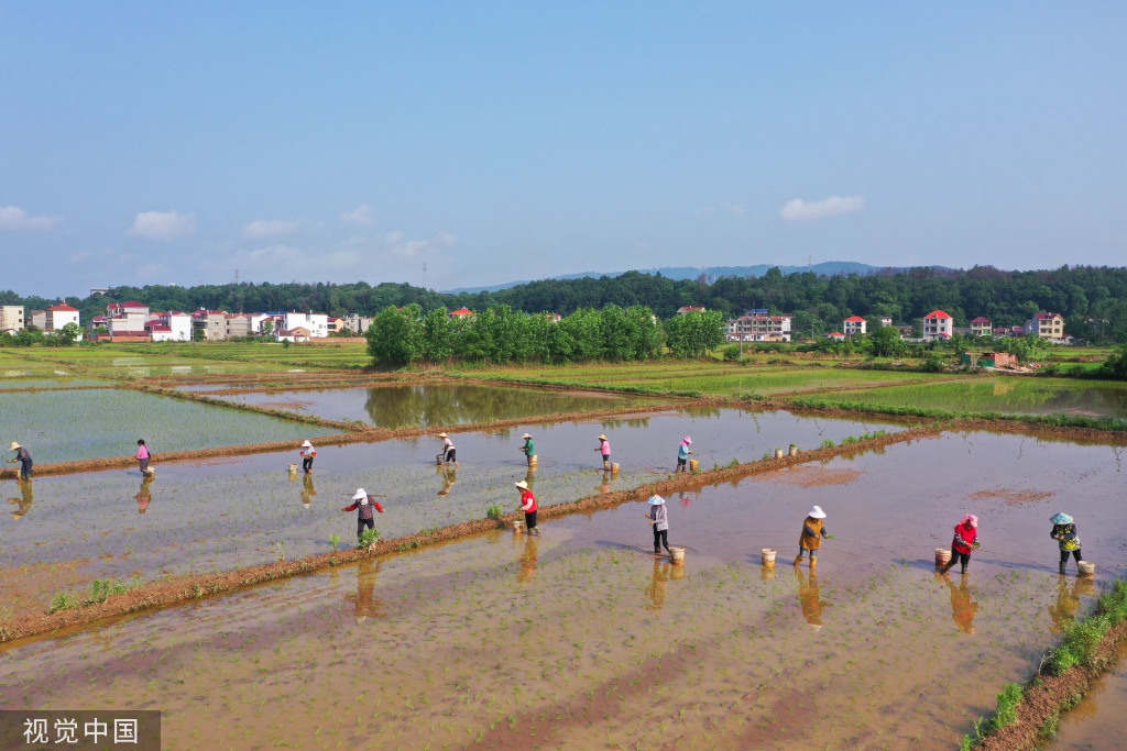 小满时节 农民抢抓农时进行劳作